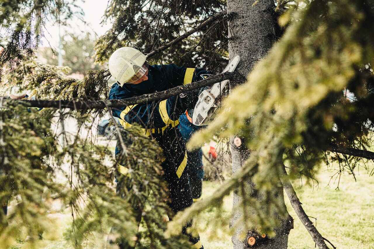 Emergency Storm Tree Removal in Cocoa, FL